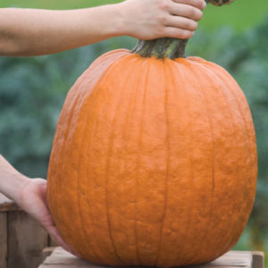 ‘Wolf’ pumpkins have massive handles and can weigh up to 24-pounds. They are distinctive, round pumpkins with a deep orange color and moderate ribs. (Photo from Johnny’s Selected Seeds)