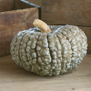 And the wartier, the better. This is 'Marina Di Chioggia' - a large turban-shaped fruit in deep blue-green. It is one of the most beautiful and unique of all squash. The rich, sweet flesh is a deep yellow-orange. (Photo from Johnny’s Selected Seeds)