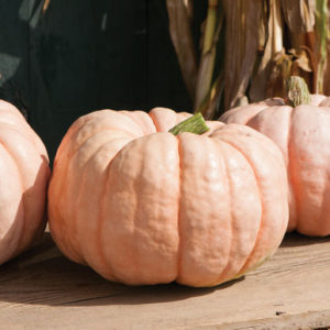 ‘Porcelain Doll’ is a popular favorite. It is a pink pumpkin with sweet flesh that can be used for pies, soups, and other gourmet delights. (Photo from Johnny’s Selected Seeds)