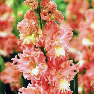 'Frizzled Coral Lace' is an appropriate name with its unusual form around the edges of each floret. It has coral salmon colors with a creamy heart and lacy edges. Glads grow well in most soil types without added fertilizer, but they need good drainage, full sun, and good air circulation. (Photo courtesy of Brent and Becky's)