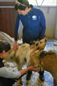 Next, my equine veterinarian, Dr. Elizabeth Kilgallon, gives them both check-ups and any necessary vaccinations.