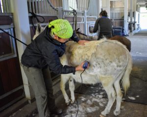 Dolma starts with Clive - clipping his back and sides first. All three donkeys are quite at ease with the whole clipping process.