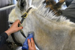 Next, Dolma uses these smaller clippers to get into tighter spots, such as near the mane and neck. She is very careful in areas with looser skin.