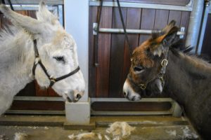 I think the donkeys are hoping they get some good treats after they are clipped. If clipping an equine for the first time, be sure to familiarize them with the sounds and feel of the clippers before doing any actual grooming. My donkeys are very used to this routine.