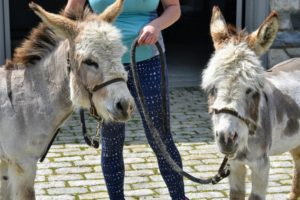 We took them outside for a brief walk around the stable courtyard. Donkeys are calm, intelligent, and have a natural inclination to like people - they already love greeting all the visitors.