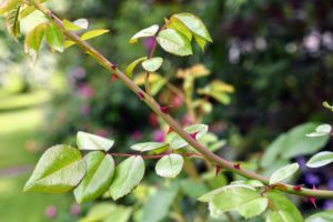 Rose stems are often armed with sharp prickles - they aren't thorns at all. Unlike a thorn, a prickle can be easily broken off the plant because it is really a feature of the outer layers rather than part of the wood, like a thorn.