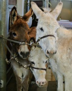 Donkeys are herd animals, so they don’t like being separated from other members of their pack. We always keep my donkeys together, so as each one is clipped the other two stand nearby.