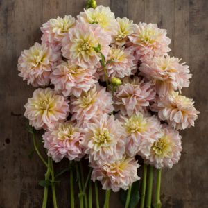 Dahlia 'Sheer Heaven' is this special mix of soft glowing peach and the palest lemon yellow. (Photo courtesy of Floret)