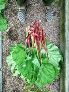 One of the few perennial vegetables, rhubarb grows back year after year if cared for and picked properly. A ripe stalk should be about the width of a finger and feel firm. When harvesting, twist and pull the stalks as close as possible to the base of the plant. Rhubarb stalks should always be twisted clean from the crown to invigorate the roots to produce more. Collect only a third of the stalks per plant each season. This avoids over-stressing. And remember, rhubarb leaves contain oxalic acid, so never eat them.