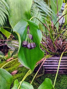 Pleurothallis teaguei is an epiphytic orchid in the genus Pleurothallis. The plant blooms in the summer with several successive half-inch wide flowers.