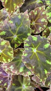 And this is Begonia ‘little darling’ - a rhizomatous heirloom variety. 'Little Darling' is a compact with almost black leaves and bright green patching throughout the margin along with tiny clusters of hairs around the leaf edge.