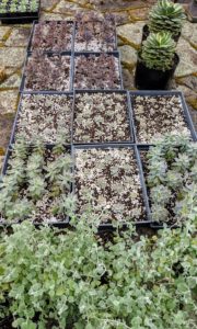 These trays of succulents and Echeveria were propagated over the winter in the Skylands greenhouse. Before we start planting, we make sure all the supplies are ready - the urns, pots and planters, the potting mix, and of course the plants.