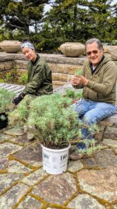 Everyone takes turns doing everything - from preparing the plants to moistening the potting mix, to filling the pots, to planting. Here are Kate and Carlos trimming sections of Senecio kleinia for use as underplantings.