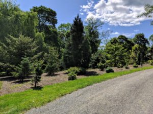 The tour proceeded past the pinetum, which is planted with a collection of evergreens just behind the Equipment Barn. I add several small specimens to this garden every year. Earlier this year, I also had the entire area mulched to save on watering and mowing.