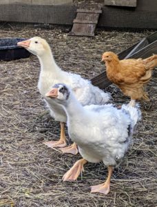 Of course, a tour just isn't complete without a visit to see the animals. The chickens were out and about, but everyone was most interested in the babies. Here are two of my goslings excited to meet our visitors.