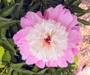 The peony is a perennial flower. The majority of peonies are hybrids and classified as herbaceous, or as deciduous tree peonies. The peony is showy, frilly, and incredibly fragrant, with thick, large green leaves and tuberous root systems.