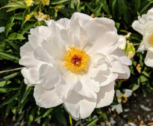 The peony is any plant in the genus Paeonia, the only genus in the family Paeoniaceae. They are native to Asia, Europe, and Western North America. This is ‘Star Power’. It has pure white, large blossoms with bold round guard petals and red tipped stigmas.
