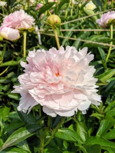 ‘Reine Supreme’ has pink double flowers with double rows of guard petals and sturdy stems.