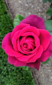'Dark Desire' has a nearly black bud that opens to a violet, red bloom. It has an enticing, strong perfume of apricot, geranium, honey, lemon, myrrh, and rose.