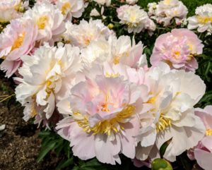 Peonies make wonderful sentinels in the garden or lined on walkways. After the bloom fades, its bushy clump of glossy, green leaves lasts the rest of summer.