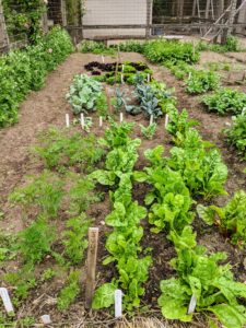 The group also stopped at the vegetable garden. Here are Jude's growing crops - everything is doing so well. She will love harvesting all these delicious vegetables.