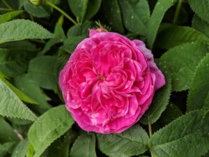 This rose is 'Charles de Mills'. It has large, opulent flowers with many closely packed petals giving the impression of very flat, 'sliced-off' blooms. They are rich magenta in color and have a medium-strong fragrance.