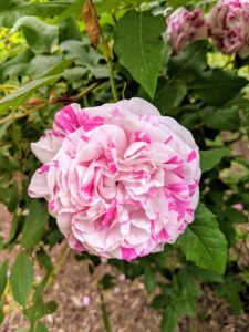 And one of my favorites is the swirled 'Variegata di Bologna' with its large, cupped flowers and petals of creamy white cleanly striped with purple crimson. It is one of the most striking of the striped roses providing a fantastic display in any garden.