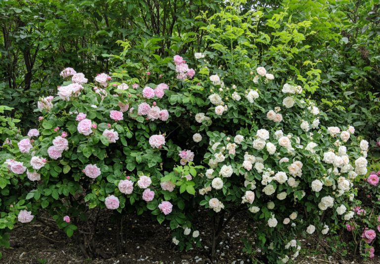 Blooming Roses at the Farm - The Martha Stewart Blog