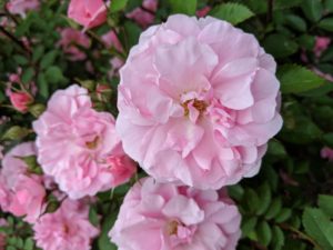 'Juno' has large, very globular full flowers that are blush pink with a small center eye. This variety offers an intense sweet old garden rose fragrance - another beauty in the garden.
