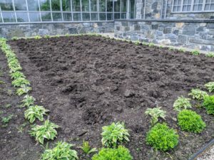 Gavin dug all the holes for our dahlias. These are fairly shallow holes and about a foot apart. This bed is also planted with hostas around the perimeter and a row of boxwood at the front.