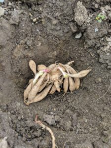 Dahlia tubers look a lot like a bunch of brown carrots, and the little budding sprouts that end up as thick strong stems are called "eyes." Pink “eyes” or a little bit of green growth are good signs of a healthy tuber.