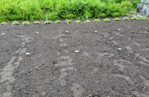 All the markers are inserted deeply into the soil next to each variety. The area looks quite odd without any plants, but it won't be long before they start to poke through the soil.
