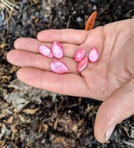 These seeds are treated and colored. In agriculture and horticulture, seed treatment is also known as seed dressing. They are coated with an antimicrobial. The added color makes the seeds less attractive to birds and easier to see in case of accidental spillage.