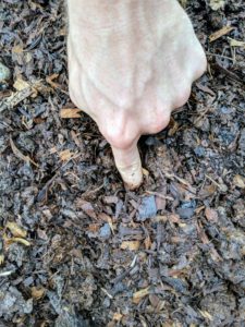 Here he is pushing another seed down into the soil and compost. Pumpkin seeds should sprout within seven to 10-days from planting.
