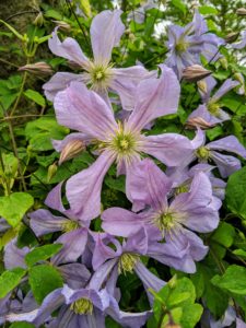 The clematis are at their peak right now. Clematis is a genus of about 300-species within the buttercup family Ranunculaceae. In this area, I grow a palette of lavender, purple and white cultivars.
