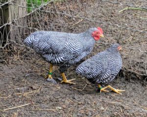 The Barred Rock Rock has a single comb with five points. Their combs, wattles, and ear-lobes are all bright red, and their legs are yellow and unfeathered. These birds have long, broad backs with moderately deep, full breasts. They are winter-hardy, tame and docile.