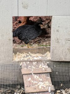 Here is one of the Barred Rock pullets about to explore the yard outside her new coop. These hens are prolific layers of brown eggs. They are easy to manage and make good sitters and mothers.
