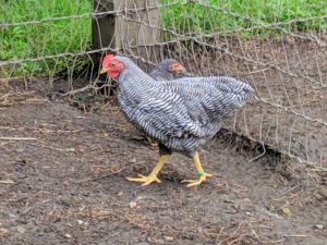 This is the cockerel or male chicken under a year old. He is already outside with the other pullet. This breed was added to the Standard of Excellence of the American Poultry Association in the 1800s. This barred plumage pattern was the original one, with other colors added later.