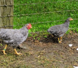 These Barred Rocks are already running around their yard - I know they will thrive here at my farm. And soon, the females will be laying beautiful brown eggs.