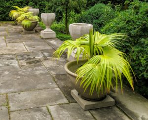 These Mexican fan palms are perfect for these pots - I love the rounded crown of the fan-shaped, dark green fronds.