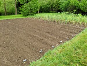 Here is the finished bed all planted. It will take 70 to 90 days from planting until flowering. I am looking forward to seeing these flowers in bloom. What gladiolas are in your garden? Share your comments below.