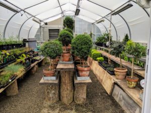 The group learned about my greenhouses. I have a total of five located in different areas of the farm. This is the smallest structure where we keep topiaries and various seedlings.