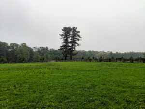 The day was very cloudy, but it stayed relatively dry during the tour. From a distance, everyone could see the great white pine trees – visible from almost every location on this end of the farm. Pinus Strobus is a large pine native to eastern North America. Some white pines can live more than 400-years.