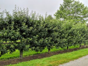 After their refreshments, the group walked down the carriage road to see these Malus ‘Gravenstein’ espalier apple trees.