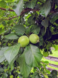 There are already lots of fruits growing. I love this crisp and juicy apple, an antique variety, which is wonderful to eat and great for cooking and baking.