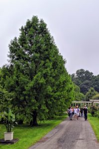 As they walked back to their cars, the group passed the tall bald cypress trees - so full and majestic. It was a lovely tour with a wonderful group of visitors. I am glad the rain stopped just in time.