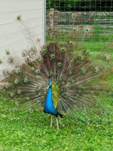 Here is another, younger blue male with shorter tail feathers. Peacocks shed their feathers once a year after breeding season and then grow them back – each time looking more showy and beautiful. The train gets longer and more elaborate until five or six years old when it reaches maximum splendor.