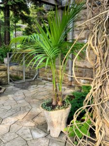 Here is a beautiful large palm, underplanted with dichondra - a small genus of flowering plants in the morning glory family, Convolvulaceae. They are perennial and herbaceous plants, with creeping stems. In a few weeks, it will show off small white, greenish or yellowish flowers.