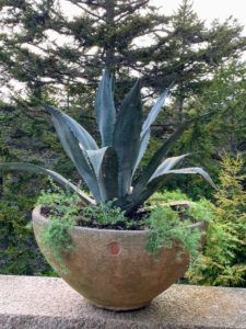 Here is another Eric Soderholtz pot - a deceptively simple turned pot, with Soderholtz's scarab trademark impressed on the side. It is also planted with agave and lotus. I love agaves, but it is not easy dealing with these large prickly plants. One must be very careful of one’s eyes, face, and skin whenever planting them.