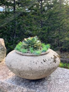 This smaller agave is planted in a large Soderholtz pot. Agaves are exotic, deer-resistant, drought-tolerant and make wonderful plants in any outdoor space.